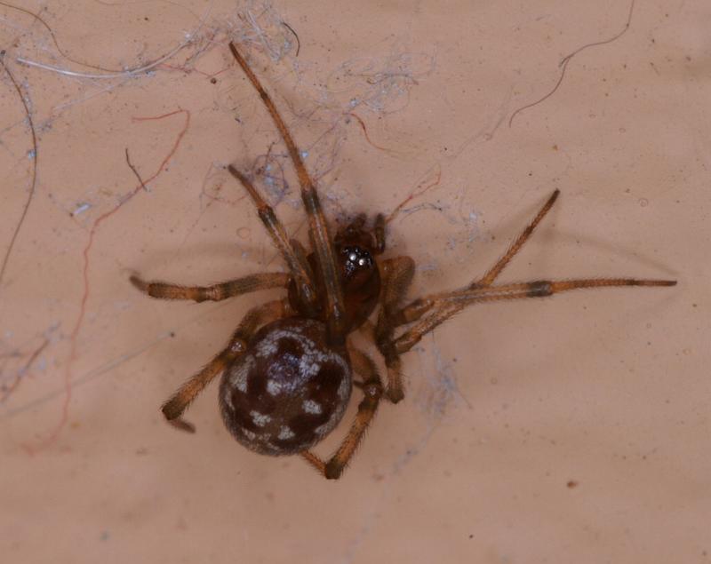 Steatoda_grossa_D3204_Z_85_Valle Gran Rey_Spanje.jpg